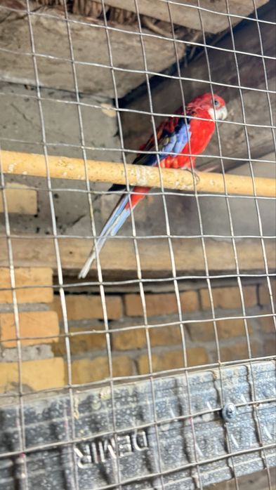 Жако Александр  попугай  оладиганлар  телефон килсин