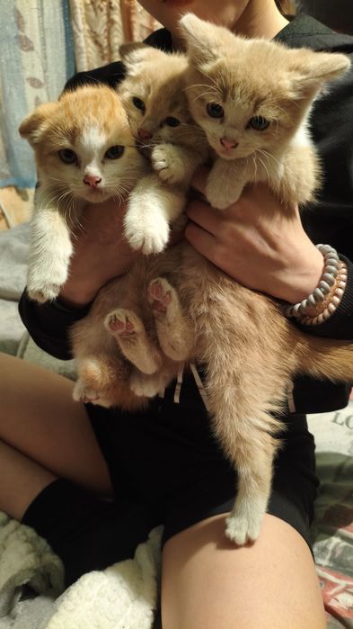 Отдам рыжих котят