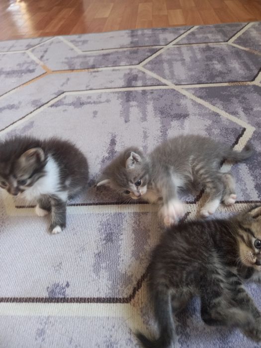 Отдам даром котят