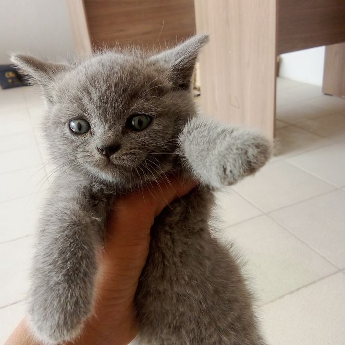 British Shorthair (Britan mushugi) yoshi