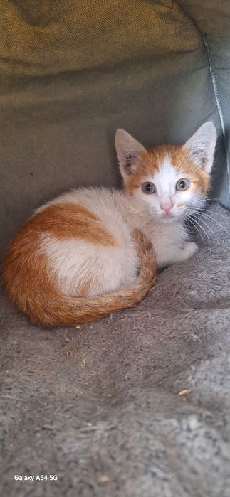 Красивый котенок  в добрые руки