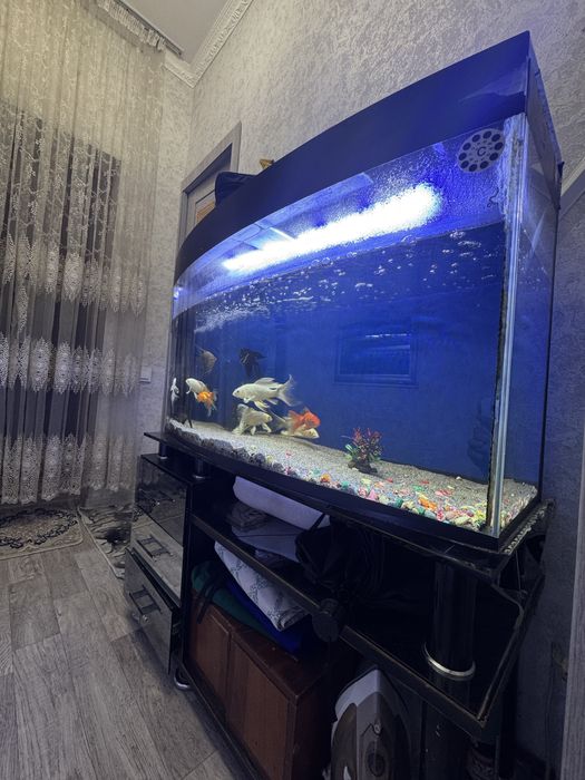 Akvarum saotiladi 150 ltr ichdi hama narsalari bla beraldi pastafka bl