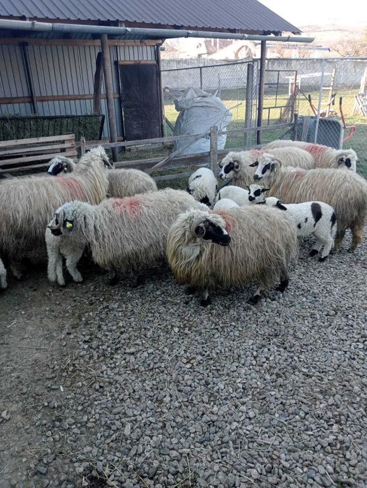 7 oi tinere cu miei – frumoase, grase, crescute natural, 1200 lei/buc