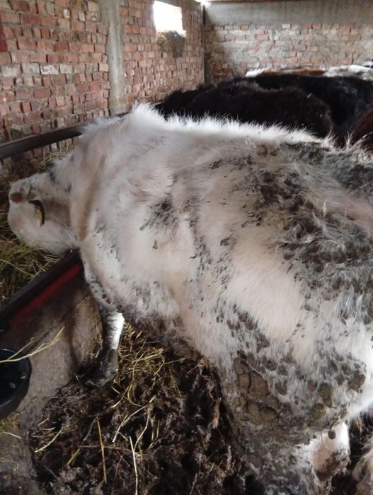 Vând viței Belgieni și Angusi