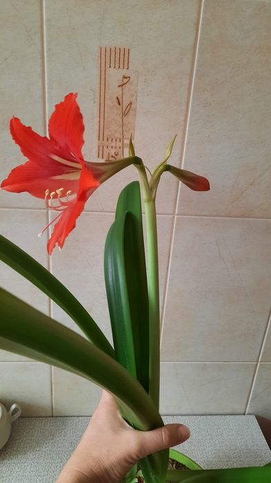 Продам Комнатные цветы от 1500