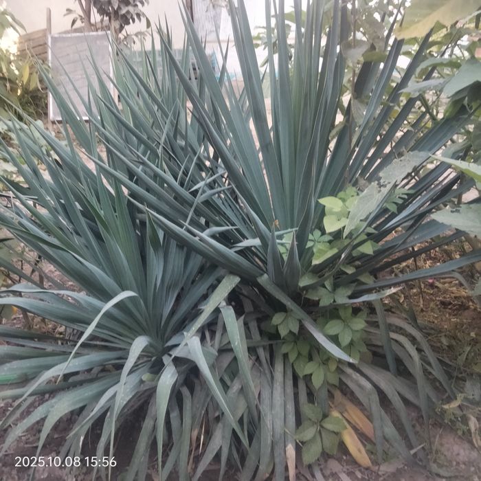 Юка огородный большые