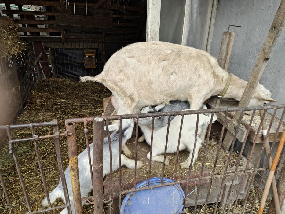 Vând 2 capre de rasă – Saanen cu certificat + Alpină Franceză, cu iezi