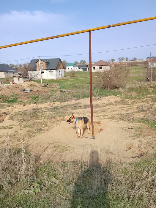 Немецкий овчарка