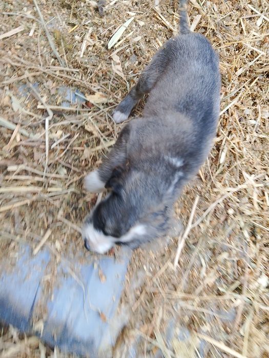 Продаются два щенка тазы