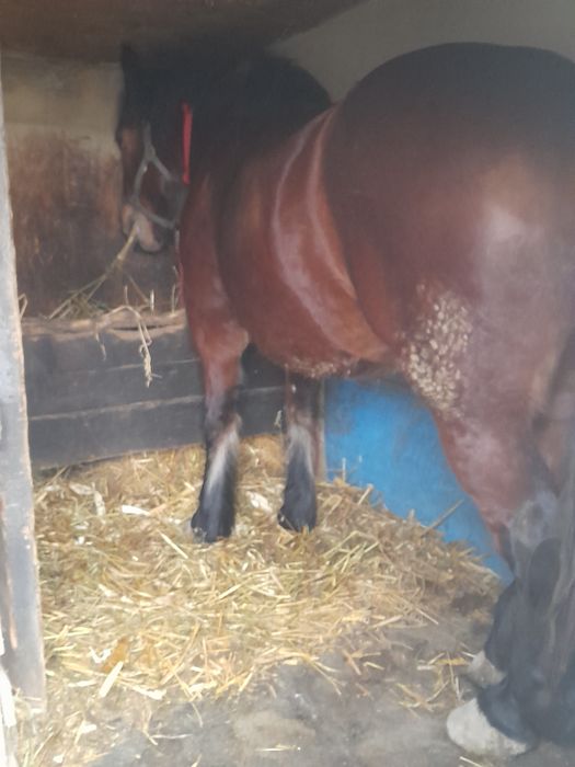 Iapă semigrea de 3 anișori De vânzare