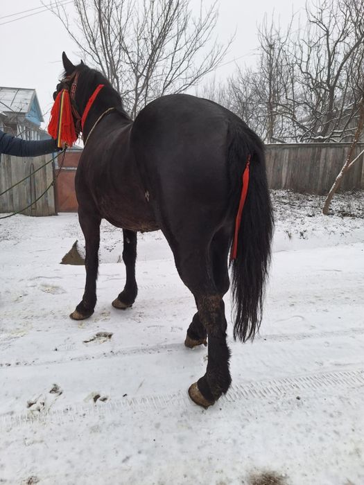 Cal castrat de 7 ani