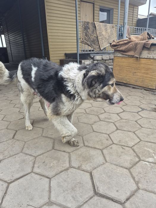 Щенки Даром сторожевой собаки