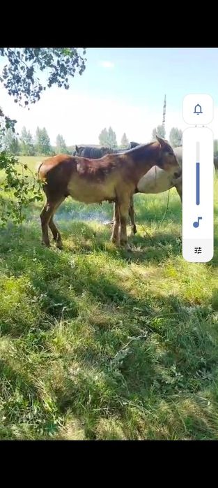 Продам жеребенка