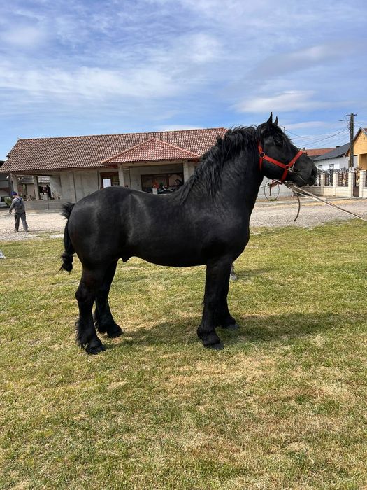 Manz armasar  negru(3 bucati)