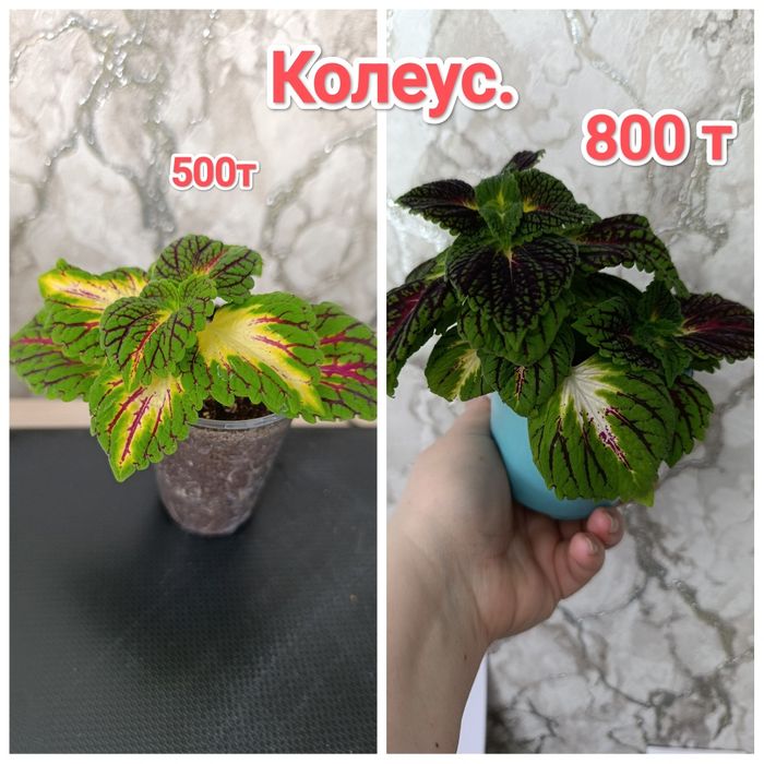 Комнатные растения кжби