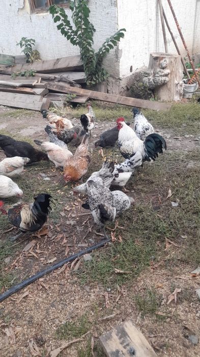 Продам карликовых кур с петухами