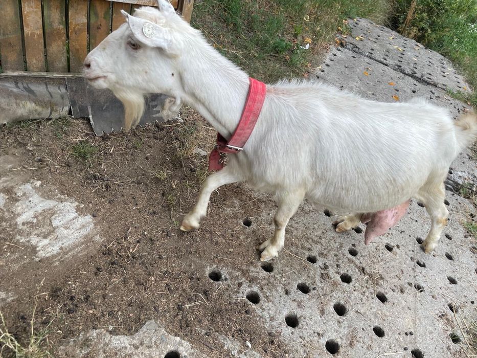 Capre de vânzare – bune de lapte, crescute la țară