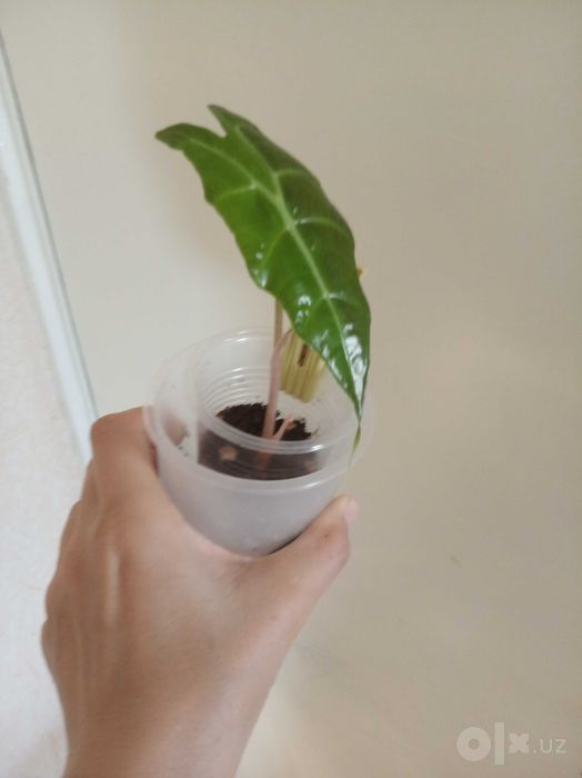 Алоказия амазоника деткаси