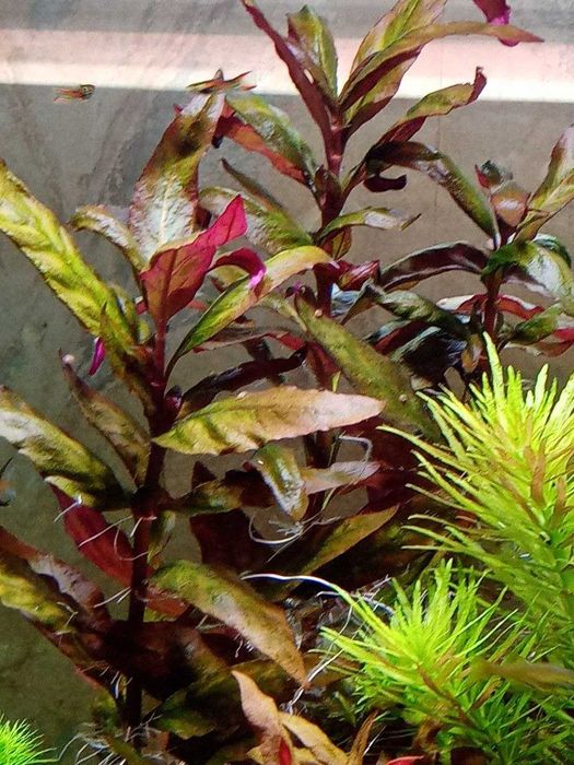 Продам аквариумные растения