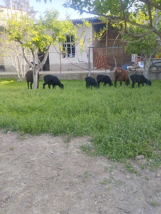 Ekizchi quy qidirib yurganlarga chista Xisor quylar sotiladi srochna