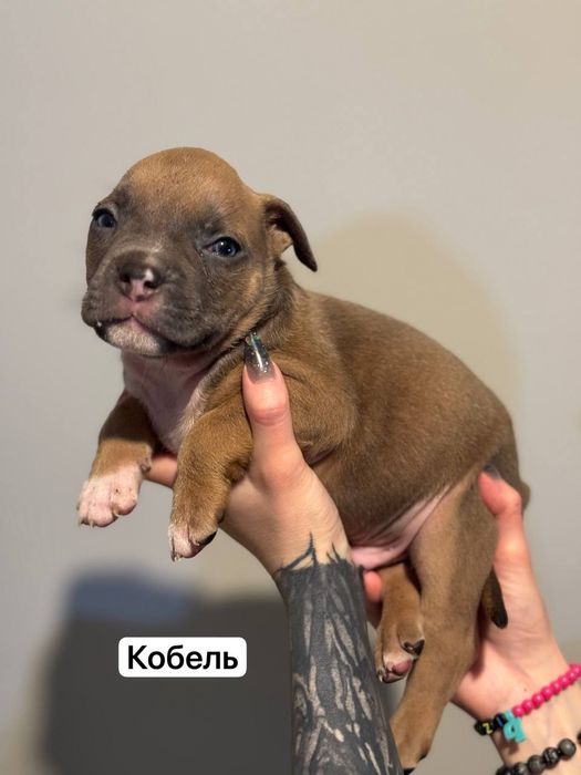 Щенки американского булли