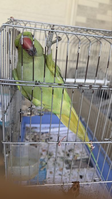 Totiqush sotiladi angelina ruchnoy