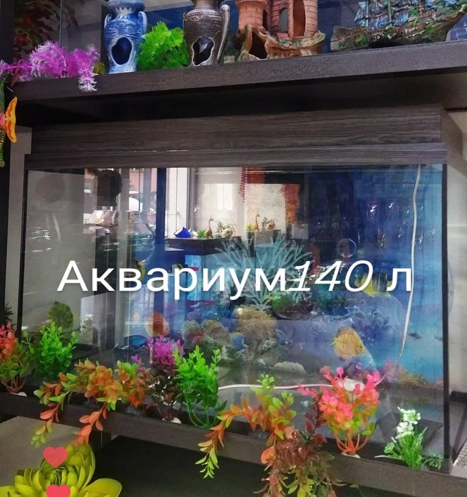 Гуппи . Навои Торайгырова