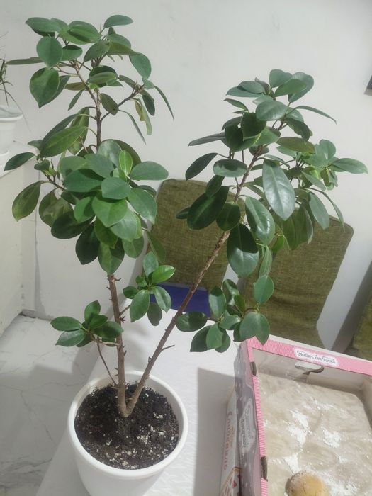 Комнатное растение