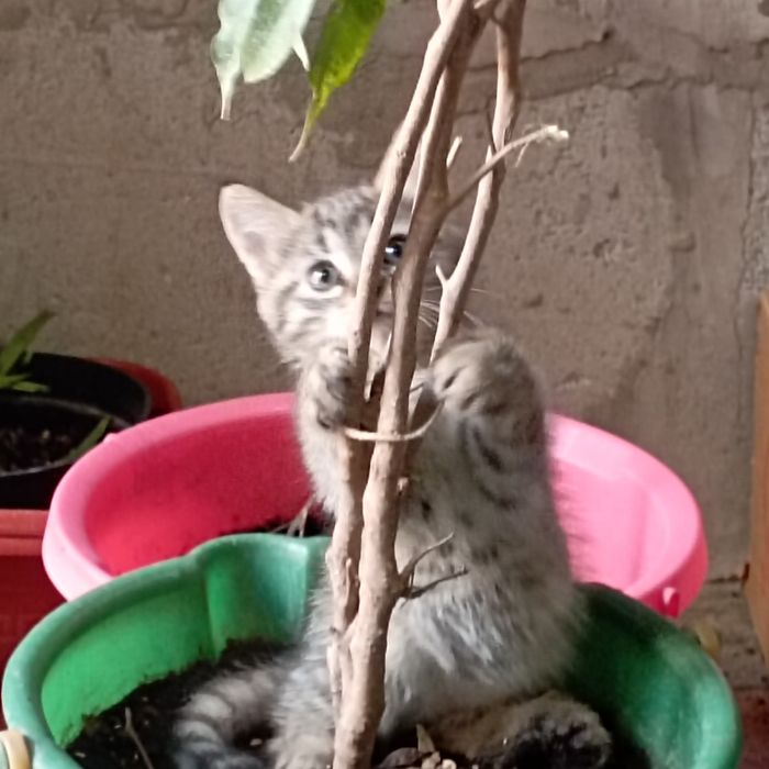 Милые кошечки 2 мес