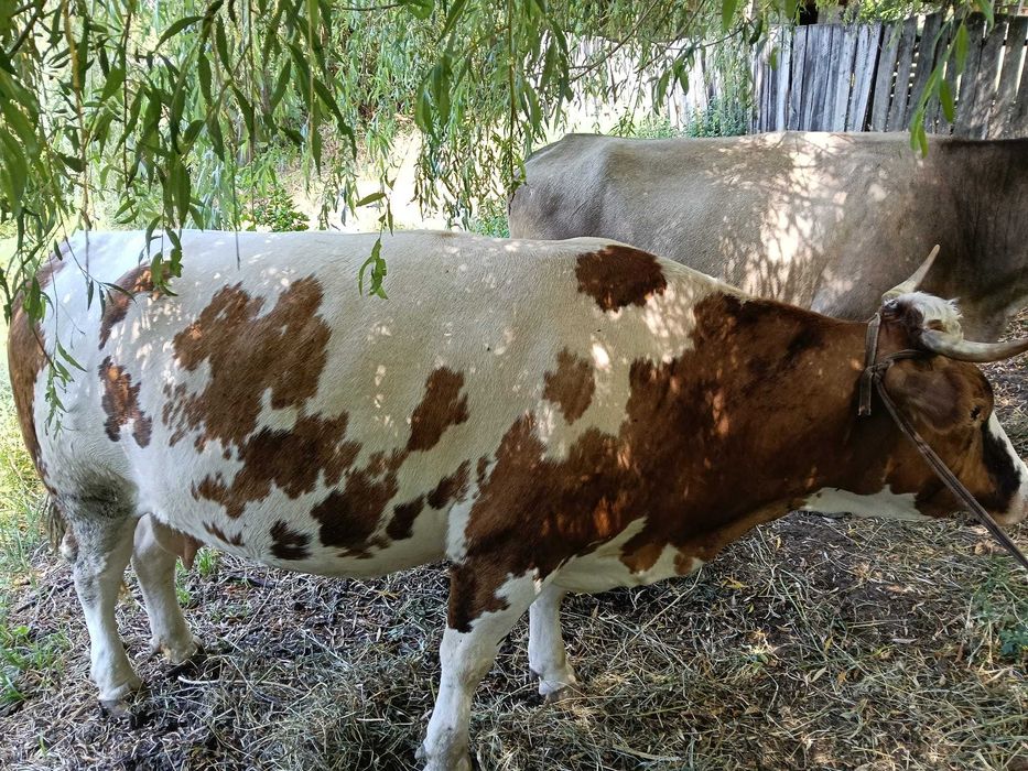 Vând doua vaci bune de lapte