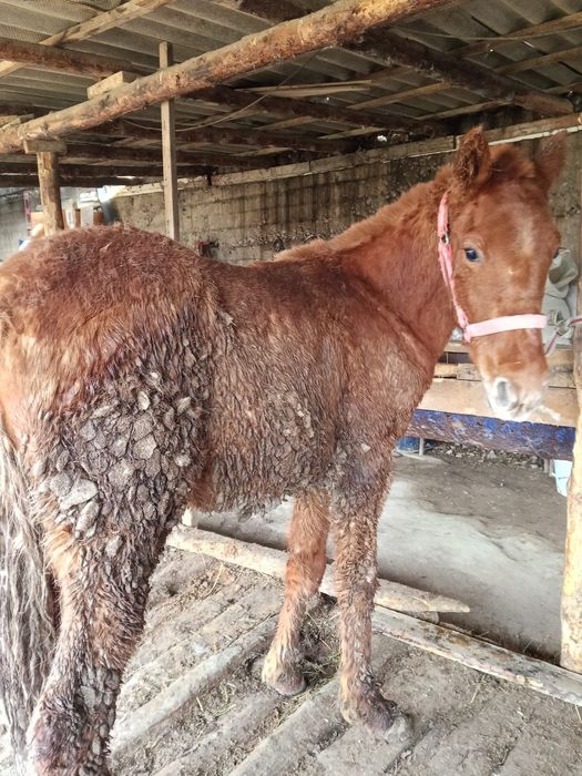 Тайлар  жем жеп тур