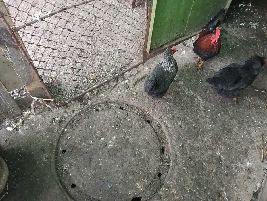 Vând 3 cocosi americani 7 luni