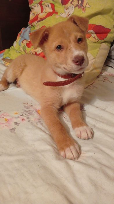 Отдам в добрые руки