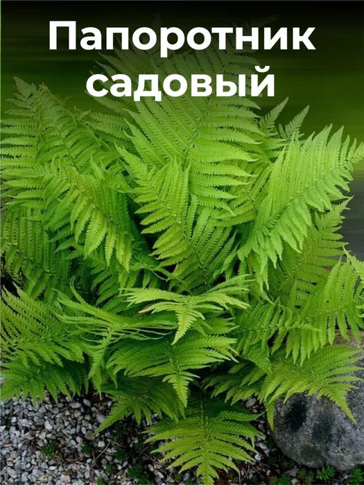 Папоротник садовый.