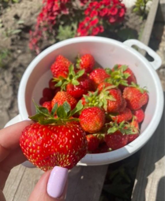 Продам саженцы клубники