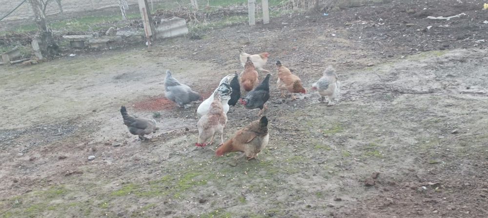 Туып Турган тауыктар сатылады.