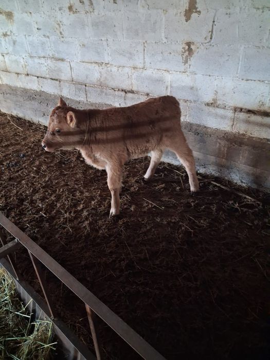 2 ұрғашы бұзау сатылады