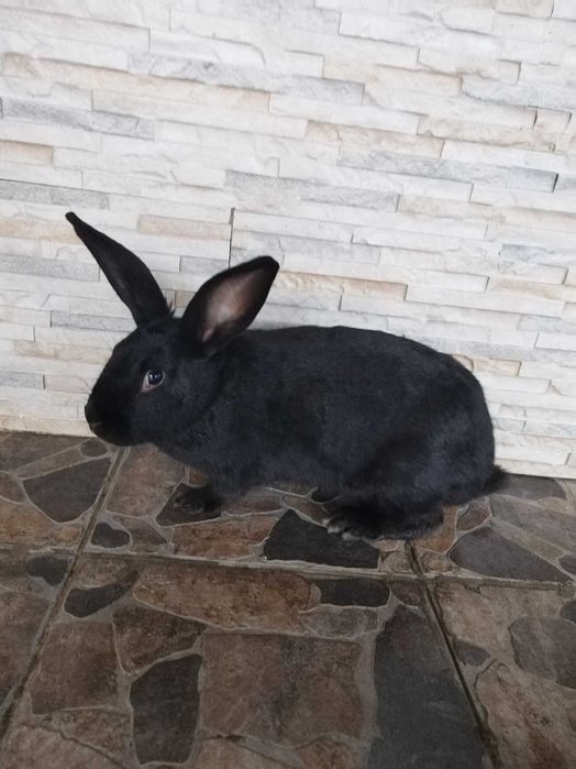 De vânzare douā iepurițe