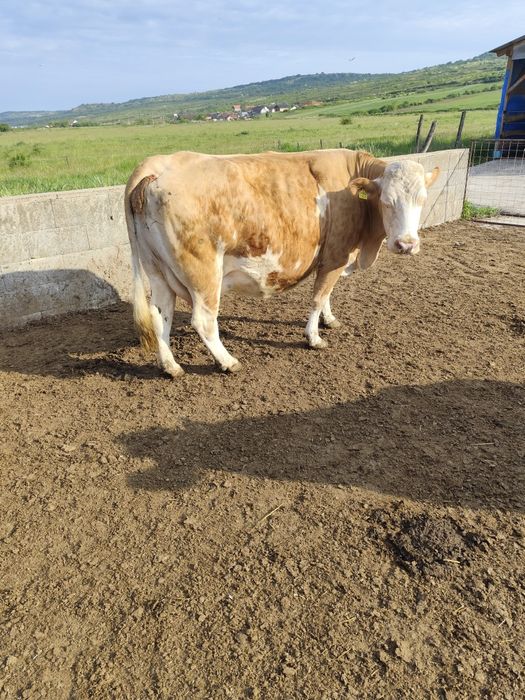Baltata romaneasca