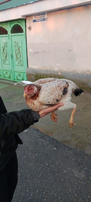 Сатылады боецовкалар