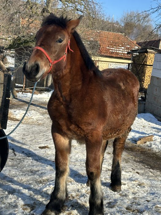 Vand o manza  de 6 luni