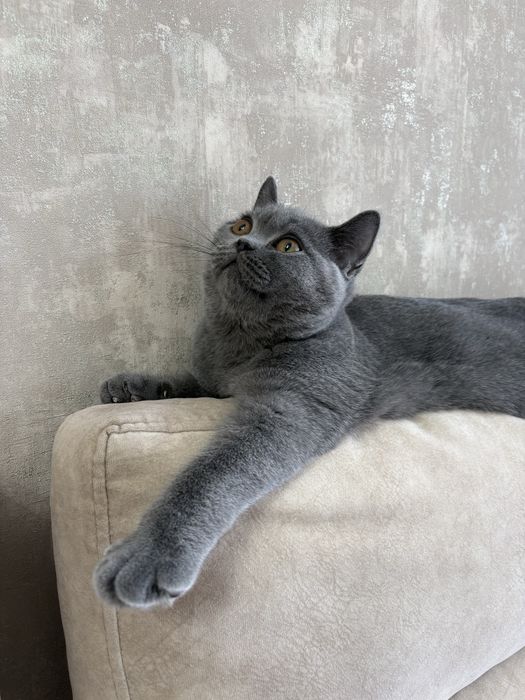 Продам кота британец