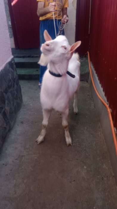 Vand tap pentru reprofuctie