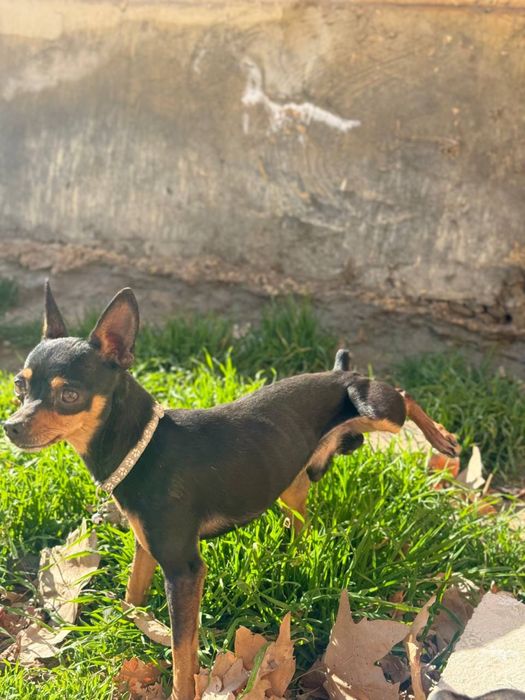 Тойтерьер Кобель на вязку