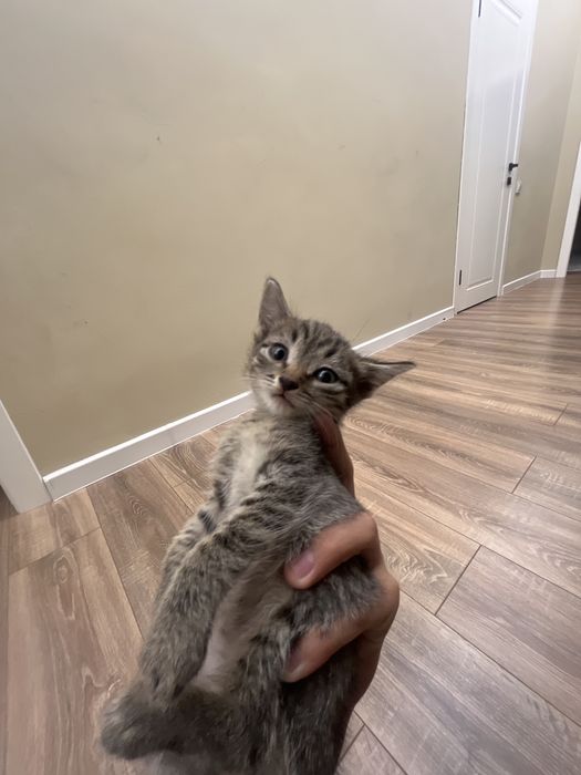 Котята разные цвета