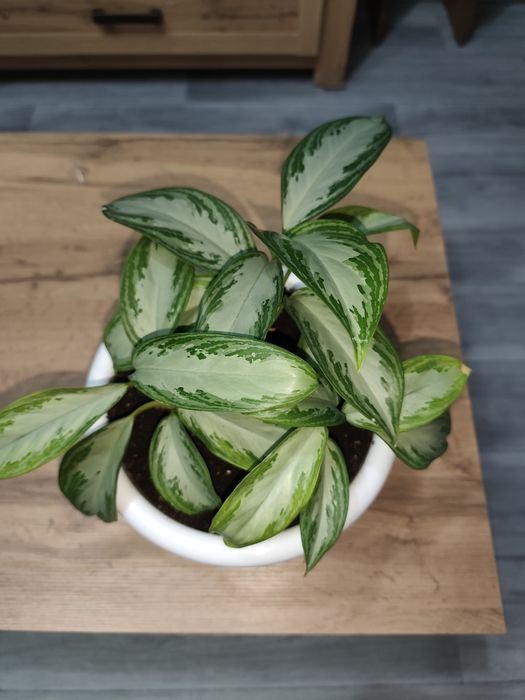 Продам домашнюю аглонему