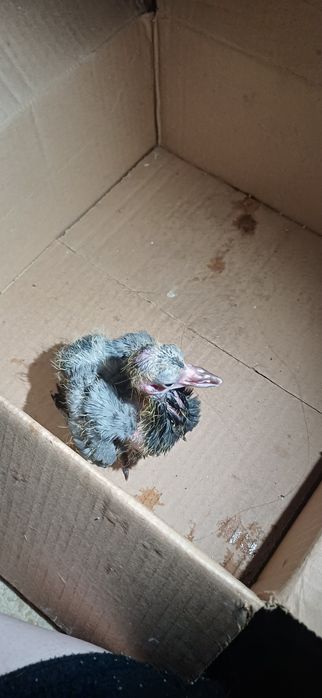 Отдам в добрые руки птенца голубя