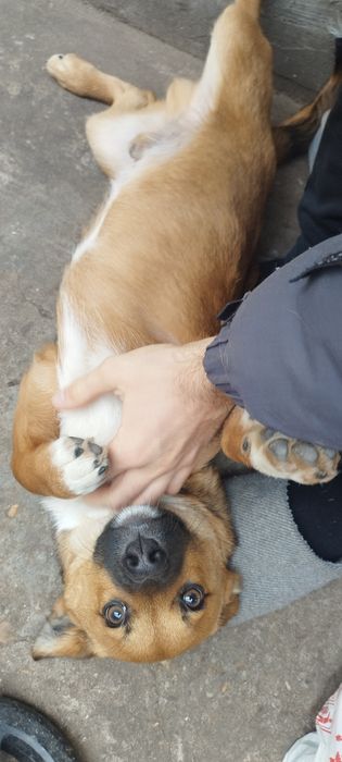 Pui de câine spre adoptie