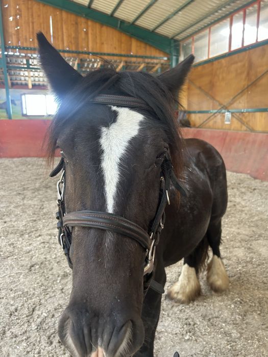 Pereche de manji gipsy vanner tinker originalu