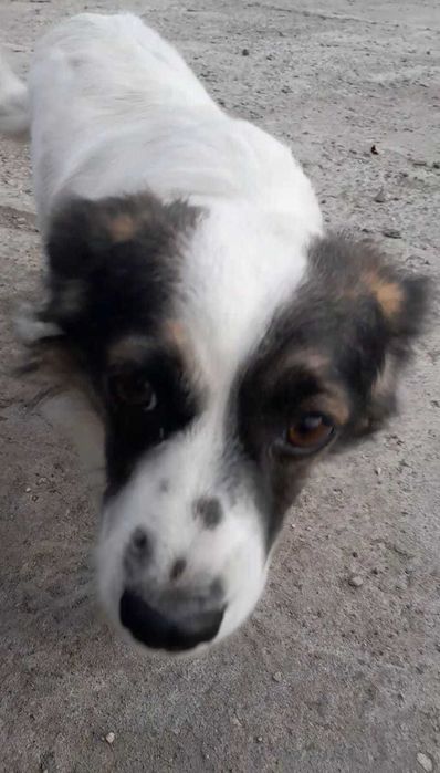 собачку-девочку отдадим в добрые руки